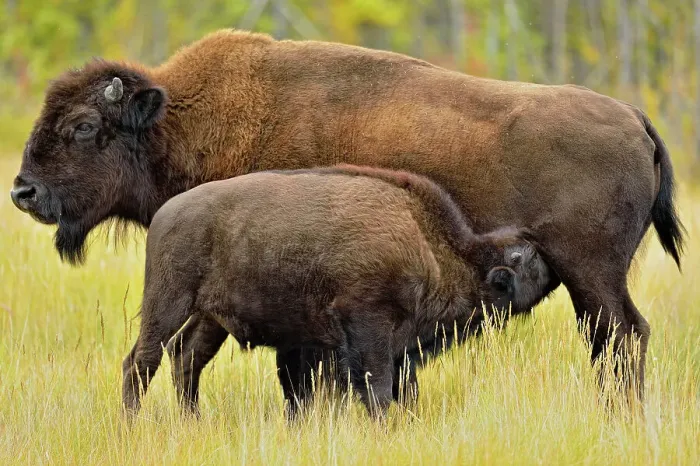Framed Print : Wood Buffalo / Bison (Bison bison athabascae) Late-summer calf nursing with mother, Mackenzie Management Area, Northwest Territories, Canada Framed Print : Wood Buffalo / Bison (Bison bison athabascae) Late-summer calf nursing with mother, Mackenzie Management Area, Northwest Territories, Canada