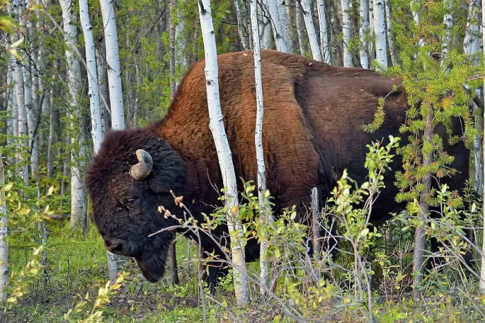 Framed Print : Wood Buffalo / Bison (Bison bison athabascae) Roadside bull, Wood Buffalo National Park, Alberta, Canada Framed Print : Wood Buffalo / Bison (Bison bison athabascae) Roadside bull, Wood Buffalo National Park, Alberta, Canada