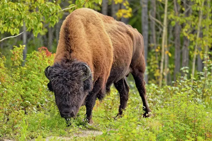 Framed Print : Wood Buffalo / Bison (Bison bison athabascae) Roadside bull grazing on grass, Fort Providence, Northwest Territories, Canada Framed Print : Wood Buffalo / Bison (Bison bison athabascae) Roadside bull grazing on grass, Fort Providence, Northwest Territories, Canada