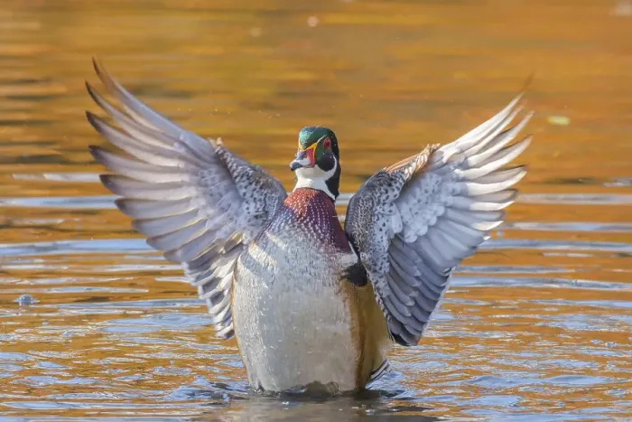 Framed Print : Wood Duck (Aix sponsa) drake doing a wing flap, Totonto, Ontario, Canada Framed Print : Wood Duck (Aix sponsa) drake doing a wing flap, Totonto, Ontario, Canada