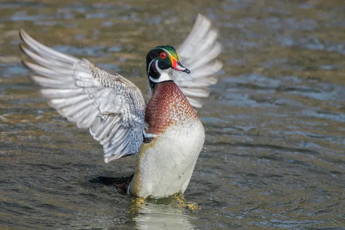Framed Print : Wood Duck (Aix sponsa) drake doing a wing flap, Totonto, Ontario, Canada Framed Print : Wood Duck (Aix sponsa) drake doing a wing flap, Totonto, Ontario, Canada