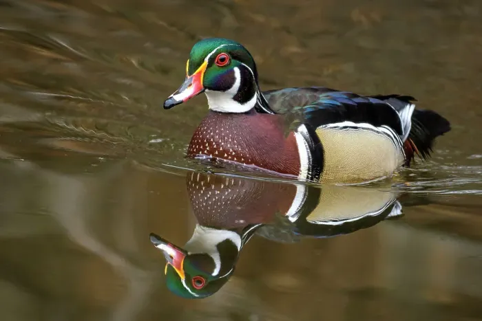 Framed Print : Wood Duck (Aix sponsa) drake, High Park, Toronto, Ontario, Canada