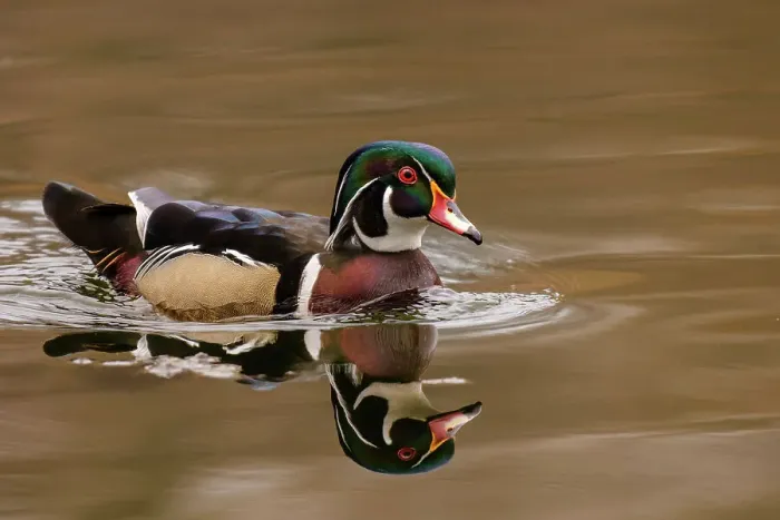 Framed Print : Wood Duck (Aix sponsa) drake, High Park, Toronto, Ontario, Canada Framed Print : Wood Duck (Aix sponsa) drake, High Park, Toronto, Ontario, Canada