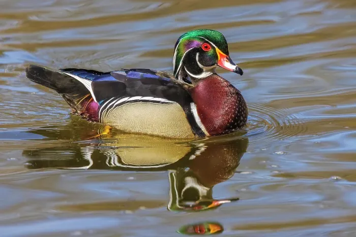 Framed Print : Wood Duck (Aix sponsa) drake, High Park, Toronto, Ontario, Canada Framed Print : Wood Duck (Aix sponsa) drake, High Park, Toronto, Ontario, Canada