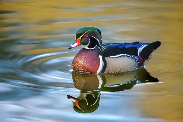 Framed Print : Wood Duck (Aix sponsa) drake, Toronto, Ontario, Canada Framed Print : Wood Duck (Aix sponsa) drake, Toronto, Ontario, Canada