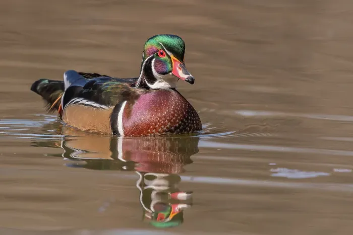 Framed Print : Wood Duck (Aix sponsa) drake, Totonto, Ontario, Canada