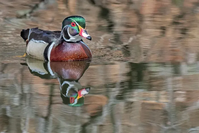 Framed Print : Wood Duck (Aix sponsa) drake, Totonto, Ontario, Canada