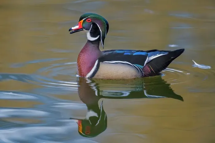 Framed Print : Wood Duck (Aix sponsa) drake, Totonto, Ontario, Canada Framed Print : Wood Duck (Aix sponsa) drake, Totonto, Ontario, Canada