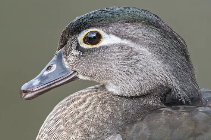 Framed Print : Wood Duck (Aix sponsa) hen, Toronto, Ontario, Canada Framed Print : Wood Duck (Aix sponsa) hen, Toronto, Ontario, Canada