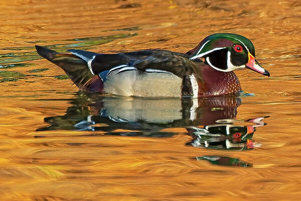 Wood duck (Aix sponsa) male Winnipeg, Manitoba, Canada