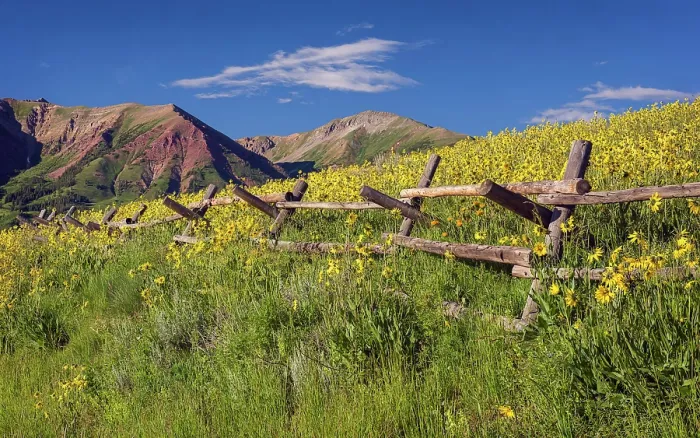 Framed Print : Wood fence and sunflowers, Crested Butte, Colorado, UISA Framed Print : Wood fence and sunflowers, Crested Butte, Colorado, UISA