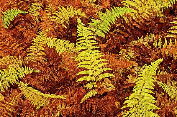 Wood ferns in autumn Baysville, Ontario, Canada