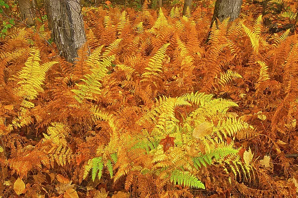 Wood ferns in autumn Baysville, Ontario, Canada