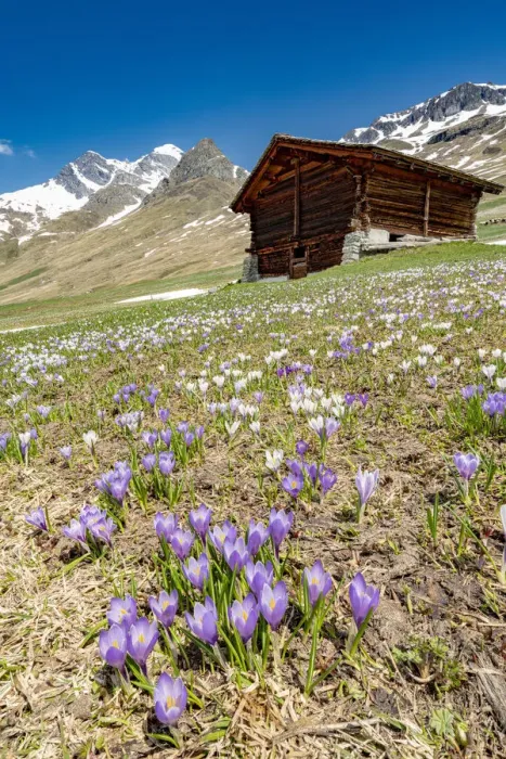 Framed Print : Wood hut surrounded by Crocus in bloom, Juf, Avers, Viamala Region, canton of Graubunden