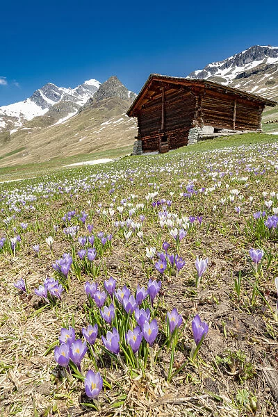 Wood hut surrounded by Crocus in bloom, Juf, Avers, Viamala Region, canton of Graubunden