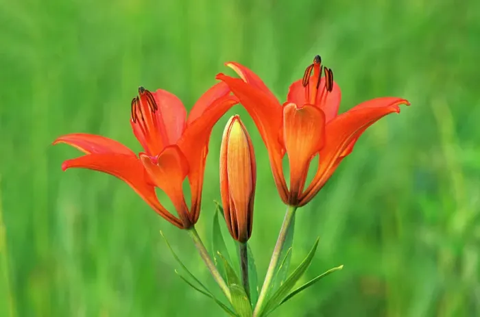 Framed Print : Wood lilies (Lilium philadelphicum). Sandilands Provincial Forest, Manitoba, Canada Framed Print : Wood lilies (Lilium philadelphicum). Sandilands Provincial Forest, Manitoba, Canada