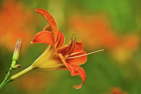 wood lily blossom Bayfield Inlet, Ontario, Canada