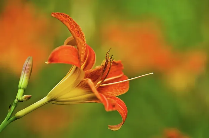 Framed Print : wood lily blossom Bayfield Inlet, Ontario, Canada Framed Print : wood lily blossom Bayfield Inlet, Ontario, Canada