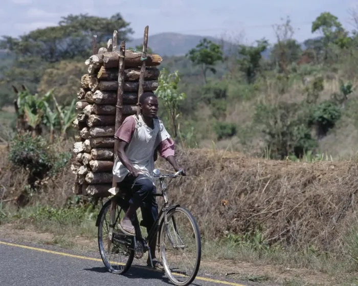 Framed Print : Wood sellers carry heavy loads of wood on their bicycles Framed Print : Wood sellers carry heavy loads of wood on their bicycles