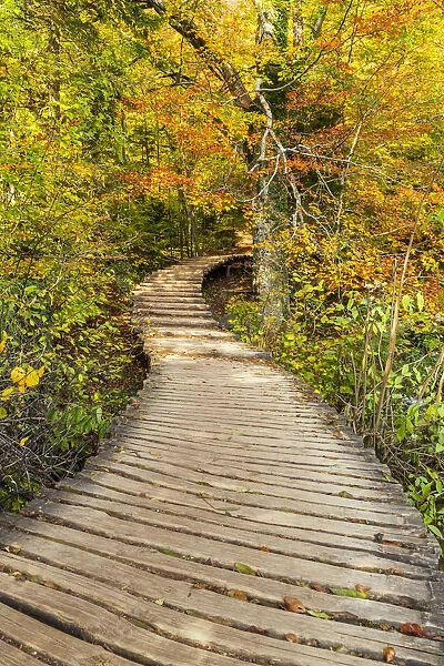 Wooden Boardwalk Through Autumn Wood, Plitvice National Park, Croatia