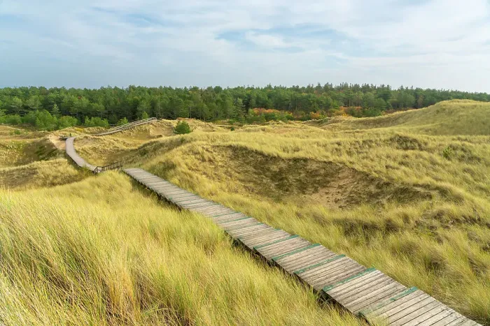 Framed Print : Wooden boardwalk among grass covered sand dune landscape near Norddorf, UNESCO, Amrum island, Nordfriesland, Schleswig-Holstein, Germany Framed Print : Wooden boardwalk among grass covered sand dune landscape near Norddorf, UNESCO, Amrum island, Nordfriesland, Schleswig-Holstein, Germany