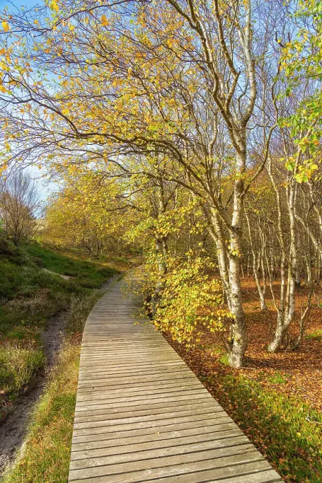 Framed Print : Wooden boardwalk leading by forest with autumn colors, near Norddorf, UNESCO, Amrum island, Nordfriesland, Schleswig-Holstein, Germany Framed Print : Wooden boardwalk leading by forest with autumn colors, near Norddorf, UNESCO, Amrum island, Nordfriesland, Schleswig-Holstein, Germany