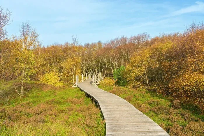 Framed Print : Wooden boardwalk leading by forest with autumn colors, near Norddorf, UNESCO, Amrum island, Nordfriesland, Schleswig-Holstein, Germany Framed Print : Wooden boardwalk leading by forest with autumn colors, near Norddorf, UNESCO, Amrum island, Nordfriesland, Schleswig-Holstein, Germany