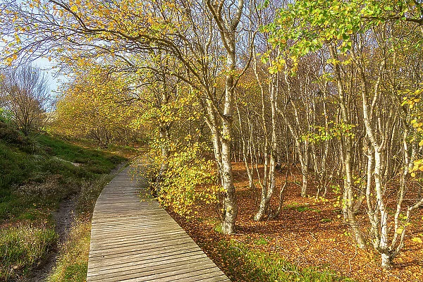 Wooden boardwalk leading by forest with autumn colors, near Norddorf, UNESCO, Amrum island, Nordfriesland, Schleswig-Holstein, Germany