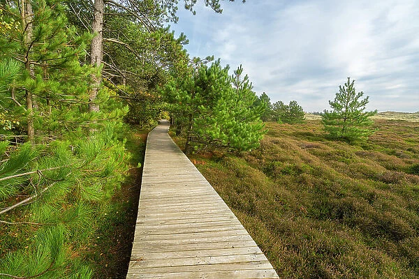 Wooden boardwalk leading by forest near Suddorf, UNESCO, Amrum island, Nordfriesland, Schleswig-Holstein, Germany