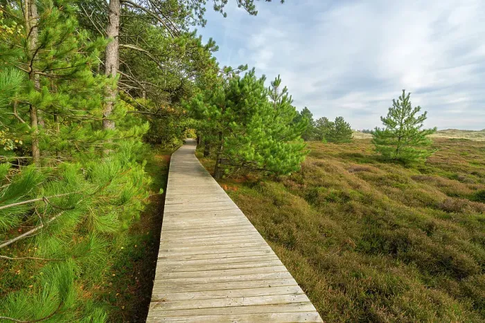 Framed Print : Wooden boardwalk leading by forest near Suddorf, UNESCO, Amrum island, Nordfriesland, Schleswig-Holstein, Germany Framed Print : Wooden boardwalk leading by forest near Suddorf, UNESCO, Amrum island, Nordfriesland, Schleswig-Holstein, Germany