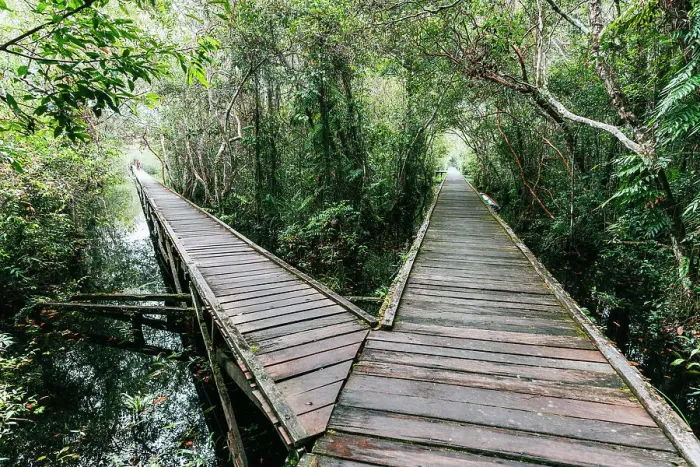 Framed Print : Wooden footbridge in Tanjung Puting National Park, Borneo, Indonesia Framed Print : Wooden footbridge in Tanjung Puting National Park, Borneo, Indonesia