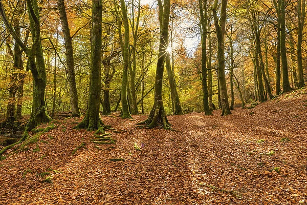 Woodland in Autumn, Birks of Aberfeldy, Perthshire Region, Scotland