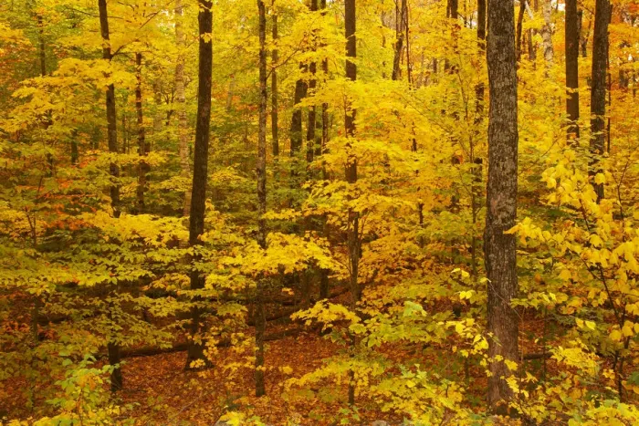 Framed Print : Woodland in Autumn, Crawford Notch, New Hampshire, USA Framed Print : Woodland in Autumn, Crawford Notch, New Hampshire, USA