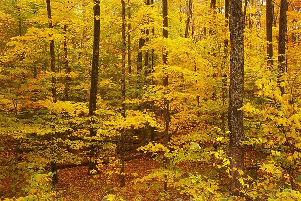 Woodland in Autumn, Crawford Notch, New Hampshire, USA