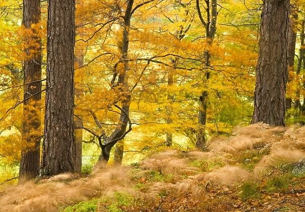 Woodland in autumn, Scotland, UK