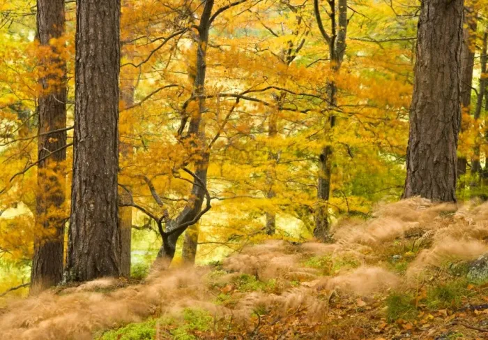 Framed Print : Woodland in autumn, Scotland, UK Framed Print : Woodland in autumn, Scotland, UK