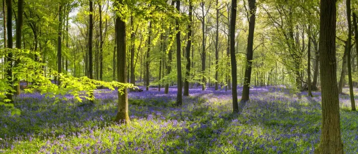 Framed Print : Woodland of Bluebells (Hyacinthoides non-scripta) Hertfordshire, England