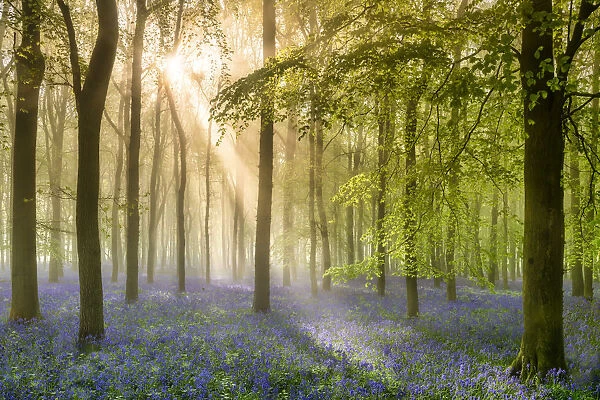 Woodland of Bluebells in Mist (Hyacinthoides non-scripta) Hertfordshire, England
