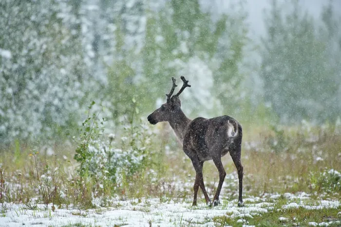 Framed Print : Woodland Caribou in early snow storm (Rangifer tarandus caribou) Stone Mountain Provincial Park, British Columbia, Canada Framed Print : Woodland Caribou in early snow storm (Rangifer tarandus caribou) Stone Mountain Provincial Park, British Columbia, Canada