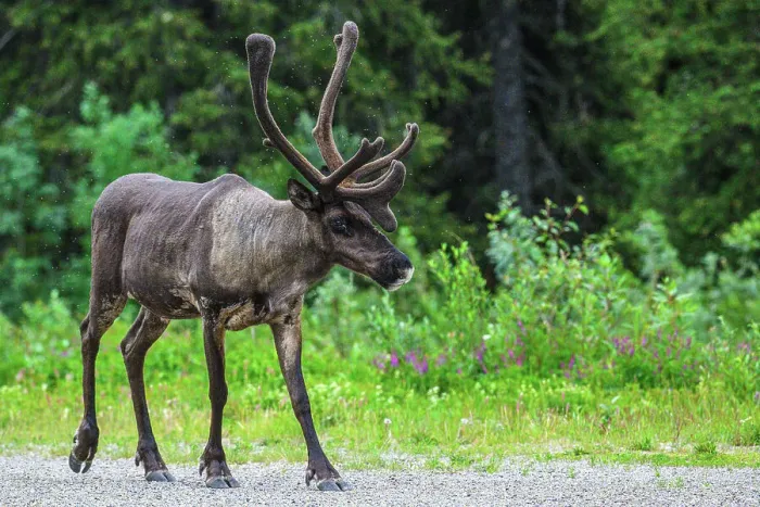 Framed Print : Woodland caribou (Rangifer tarandus) Roadside bull attracted to minerals in gravel, Tetsa River, British Columbia BC, Canada Framed Print : Woodland caribou (Rangifer tarandus) Roadside bull attracted to minerals in gravel, Tetsa River, British Columbia BC, Canada