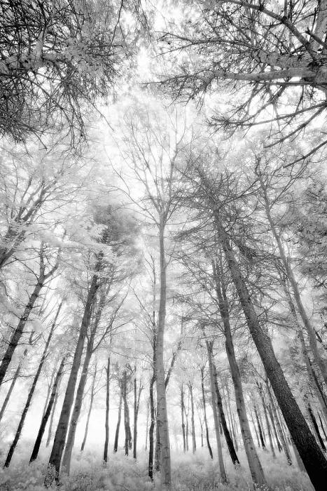 Framed Print : Woodland in infrared, near Alnwick, Northumberland, England Framed Print : Woodland in infrared, near Alnwick, Northumberland, England