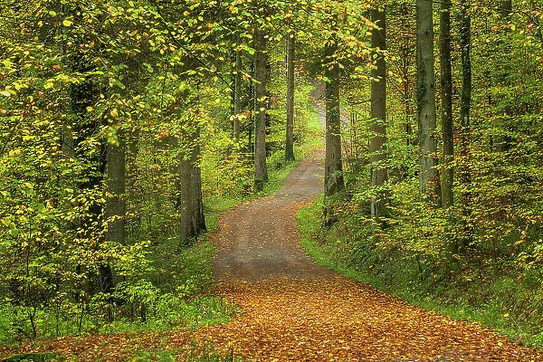 Woodland Path in Autumn, Horschbach, Murrhardt, Baden-Wurttemberg, Germany