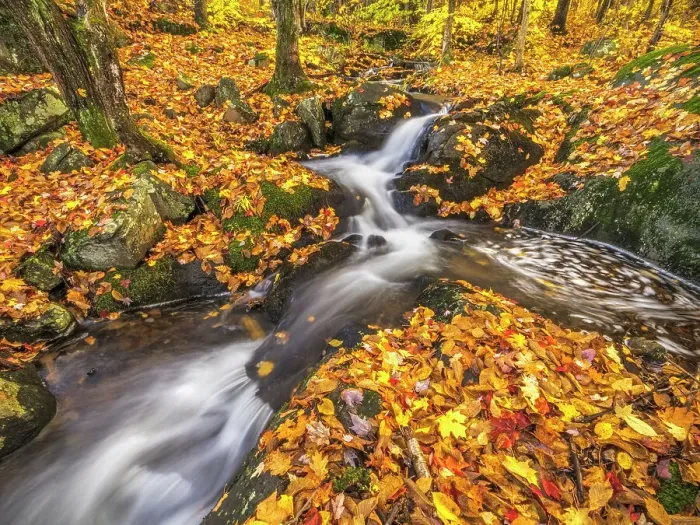 Framed Print : Woodland stream in Autumn, Muskoka, Ontario, Canada Framed Print : Woodland stream in Autumn, Muskoka, Ontario, Canada