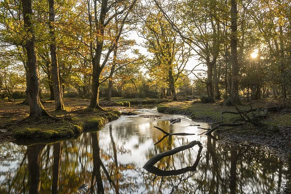 Woodland stream meandering through the New Forest at sunset, Hampshire, England