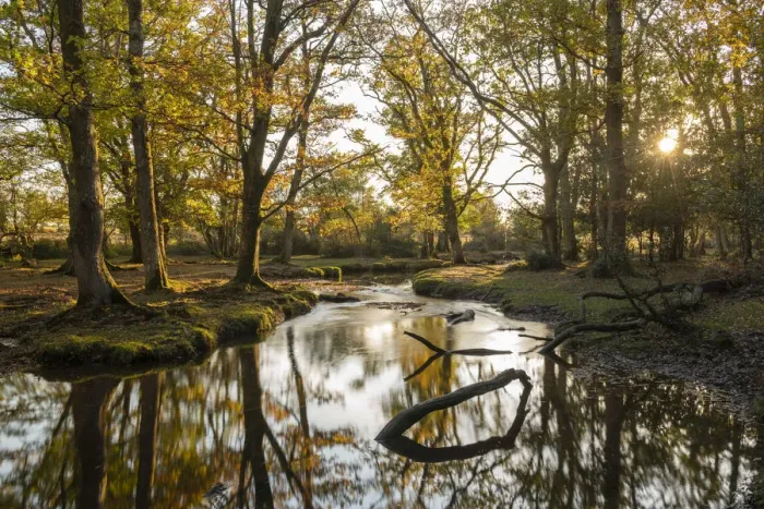 Framed Print : Woodland stream meandering through the New Forest at sunset, Hampshire, England