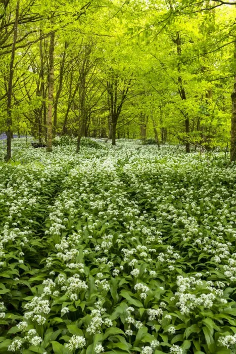 Framed Print : Woodland of Wild Garlic, Cornwall, England Framed Print : Woodland of Wild Garlic, Cornwall, England