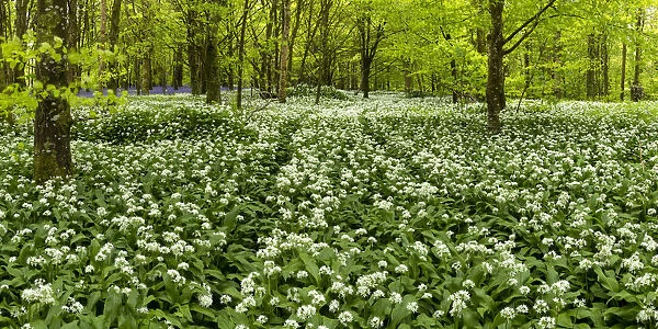 Woodland of Wild Garlic, Cornwall, England
