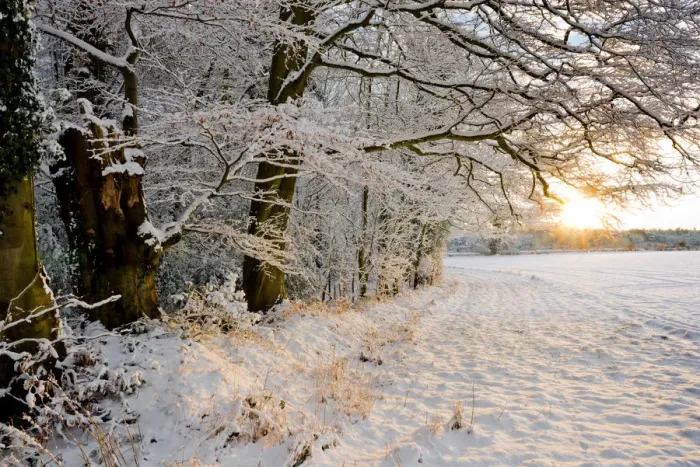 Framed Print : Woodland in Winter Sunset, Felthorpe, Norfolk, England Framed Print : Woodland in Winter Sunset, Felthorpe, Norfolk, England