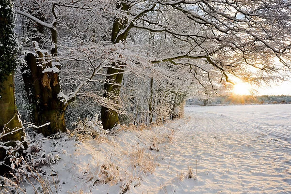 Woodland in Winter Sunset, Felthorpe, Norfolk, England