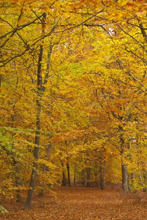 Framed Print : Woods in autumn time, Surrey, England, UK
